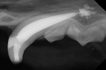 Endodontics III &ndash; Managing Complications