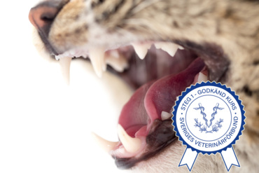 Extensive Feline Dentistry Extensive Feline Dentistry