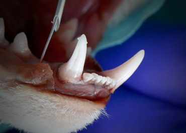 Feline Dentistry II