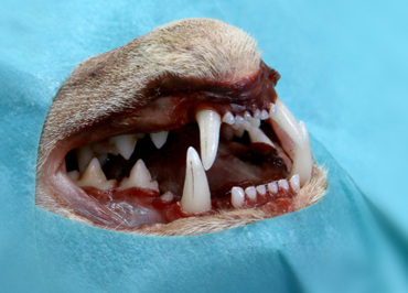 Feline Dentistry II
