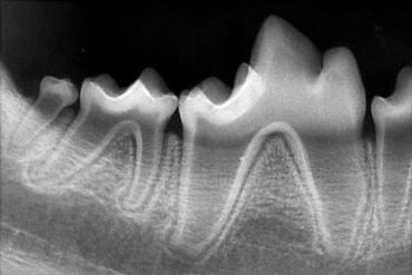 Radiologi II