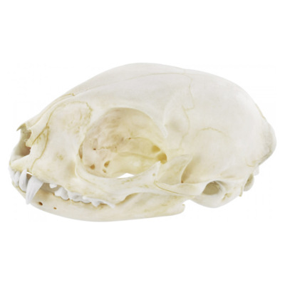 Natural Bone Cat Natural Bone Cat