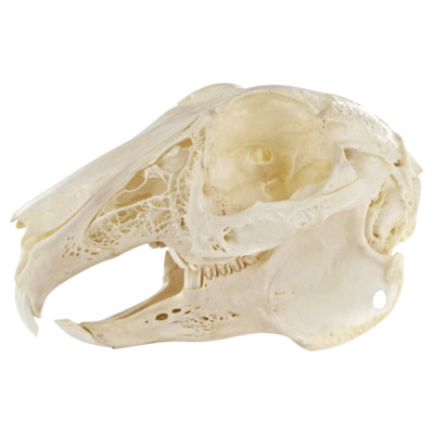 Natural Bone Rabbit Natural Bone Rabbit