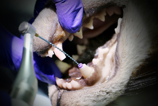 Dentistry III Dentistry III