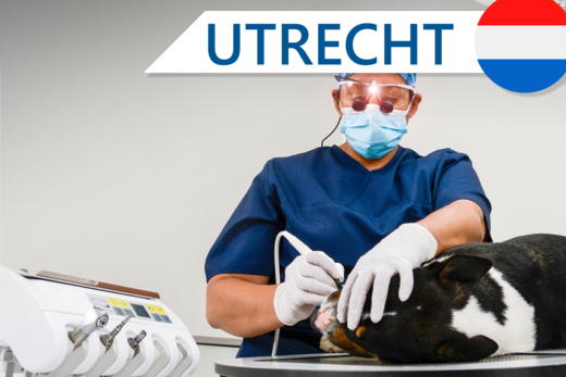 Odontologie voor de Paraveterinair