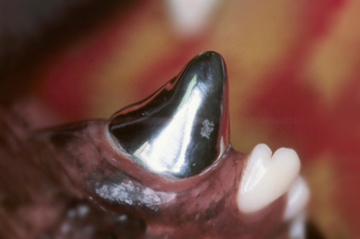 Restorative Dentistry and Prosthodontics