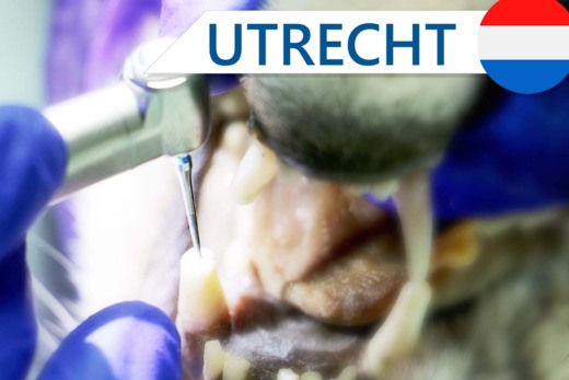 Introduction to Endodontics and Dental Trauma Introduction to Endodontics and Dental Trauma