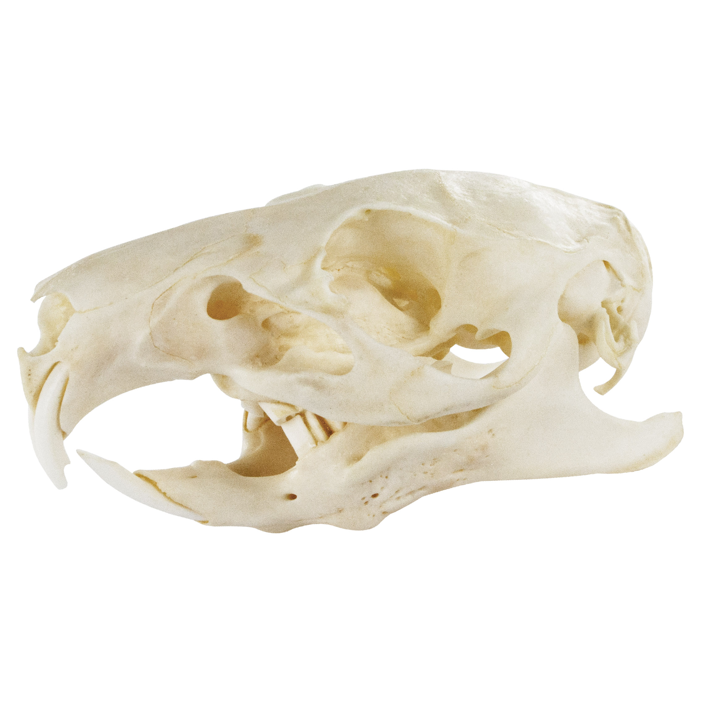 Guinea Pig Skull Natural Bone Quality A 